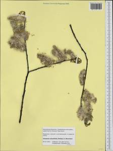 Chosenia arbutifolia (Pall.) A. K. Skvortsov, Siberia, Baikal & Transbaikal region (S4) (Russia)