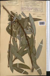 Salix alba L., Middle Asia, Kopet Dag, Badkhyz, Small & Great Balkhan (M1) (Turkmenistan)
