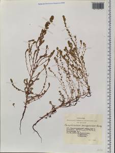Camphorosma songorica Bunge, Siberia, Western Siberia (S1) (Russia)