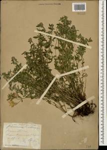 Thymus pastoralis Iljin, Caucasus, Stavropol Krai, Karachay-Cherkessia & Kabardino-Balkaria (K1b) (Russia)
