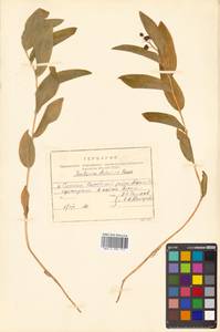 Maianthemum dahuricum (Turcz. ex Fisch. & C.A.Mey.) LaFrankie, Siberia, Russian Far East (S6) (Russia)