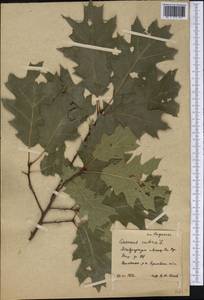 Quercus rubra L., Botanic gardens and arboreta (GARD) (Russia)