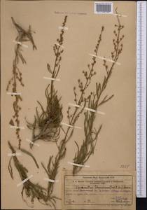 Spiraeanthus schrenckianus (C. A. Mey.) Maxim., Middle Asia, Western Tian Shan & Karatau (M3) (Kazakhstan)