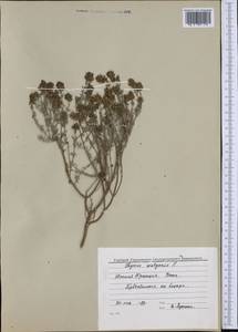 Thymus vulgaris L., Western Europe (EUR) (France)