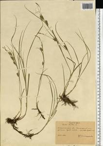 Carex hirta L., Eastern Europe, West Ukrainian region (E13) (Ukraine)
