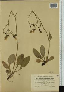 Hieracium hypochoeroides subsp. wiesbaurianum (R. Uechtr.) Greuter, Western Europe (EUR) (Czech Republic)