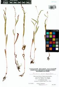 Persicaria minor (Huds.) Opiz, Siberia, Baikal & Transbaikal region (S4) (Russia)