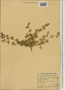 Petrosimonia brachiata (Pall.) Bunge, Crimea (KRYM) (Russia)