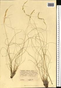 Festuca valesiaca Schleich. ex Gaudin, Eastern Europe, South Ukrainian region (E12) (Ukraine)