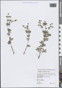 Potentilla × angarensis Popov, Siberia, Baikal & Transbaikal region (S4) (Russia)