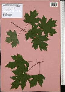 Acer campestre L., Eastern Europe, Central region (E4) (Russia)