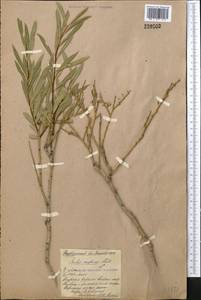 Salix caspica Pall., Middle Asia, Northern & Central Kazakhstan (M10) (Kazakhstan)