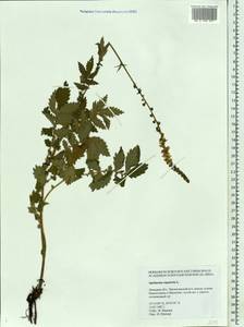 Agrimonia eupatoria L., Eastern Europe, Central forest-and-steppe region (E6) (Russia)