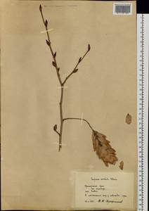 Carpinus cordata Blume, Siberia, Russian Far East (S6) (Russia)