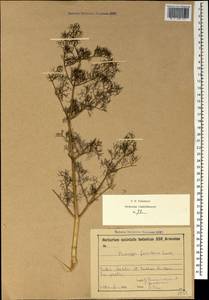 Prangos ferulacea (L.) Lindl., Caucasus, Armenia (K5) (Armenia)