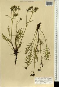 Crepidiastrum tenuifolium (Willd.) Sennikov, Mongolia (MONG) (Mongolia)