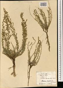 Bassia prostrata (L.) Beck, Mongolia (MONG) (Mongolia)