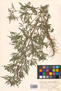 Ambrosia artemisiifolia L., Eastern Europe, Moscow region (E4a) (Russia)