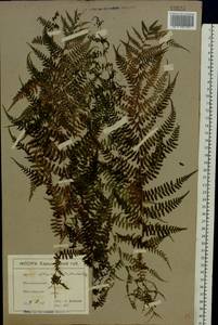 Athyrium filix-femina (L.) Roth, Eastern Europe, North Ukrainian region (E11) (Ukraine)