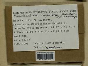 Lewinskya rupestris (Schleich. ex Schwägr.) F. Lara, Garilleti & Goffinet, Bryophytes, Bryophytes - North Caucasus & Ciscaucasia (B12) (Russia)