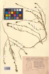 Corispermum sibiricum Iljin, Eastern Europe, Volga-Kama region (E7) (Russia)