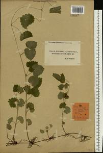 Glechoma hederacea L., Eastern Europe, Central forest-and-steppe region (E6) (Russia)