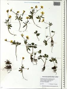 Ranunculus demissus DC., Eastern Europe, Eastern region (E10) (Russia)