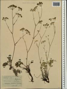 Pimpinella tragium Vill., Crimea (KRYM) (Russia)