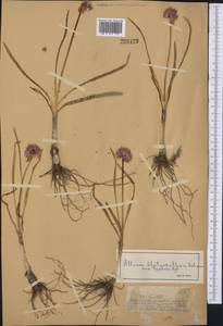 Allium platyspathum Schrenk, Middle Asia, Dzungarian Alatau & Tarbagatai (M5) (Kazakhstan)