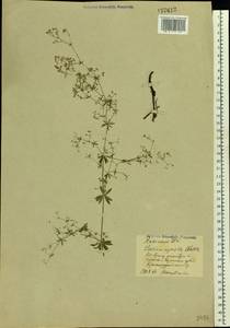 Galium spurium subsp. spurium, Eastern Europe, Eastern region (E10) (Russia)