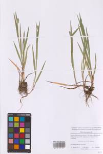 Phleum pratense L., Eastern Europe, Moscow region (E4a) (Russia)
