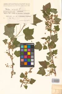 Ribes nigrum L., Eastern Europe, Lower Volga region (E9) (Russia)