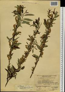 Salix subfragilis Anderss., Siberia, Baikal & Transbaikal region (S4) (Russia)