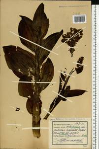 Veratrum lobelianum Bernh., Eastern Europe, Northern region (E1) (Russia)