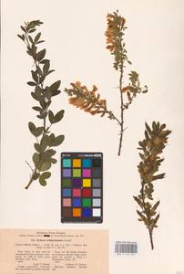 Chamaecytisus ratisbonensis (Schaeff.) Rothm., Eastern Europe, Eastern region (E10) (Russia)