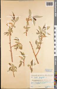 Salix fragilis L., Eastern Europe, North Ukrainian region (E11) (Ukraine)