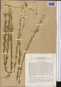 Crupina vulgaris (Pers.) Cass., Middle Asia, Western Tian Shan & Karatau (M3) (Kazakhstan)