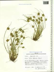 Carex bohemica Schreb., Siberia, Russian Far East (S6) (Russia)