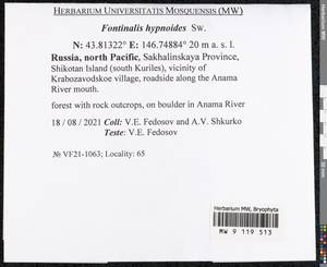 Fontinalis hypnoides Hartm., Bryophytes, Bryophytes - Russian Far East (excl. Chukotka & Kamchatka) (B20) (Russia)