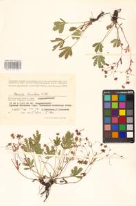 Potentilla humifusa Willd. ex D. F. K. Schltdl., Eastern Europe, Lower Volga region (E9) (Russia)