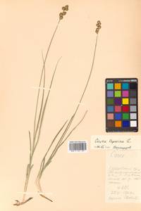 Carex leporina L., Siberia, Russian Far East (S6) (Russia)