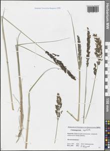 Achnatherum calamagrostis (L.) P.Beauv., Siberia, Baikal & Transbaikal region (S4) (Russia)