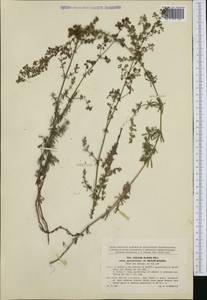 Galium album subsp. pycnotrichum (Heinr.Braun) Krendl, Western Europe (EUR) (Czech Republic)