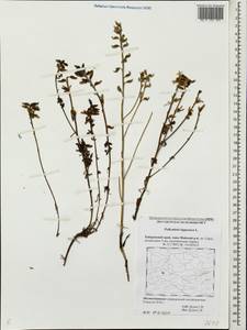 Pedicularis lapponica L., Siberia, Russian Far East (S6) (Russia)