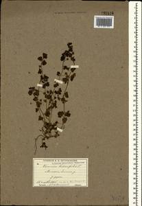 Veronica hederifolia L., Crimea (KRYM) (Russia)