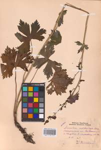 Aconitum lycoctonum subsp. moldavicum (Hacq.) Jalas, Eastern Europe (no precise locality) (E0)