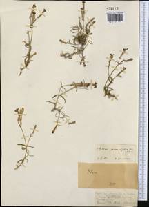 Silene incurvifolia Kar. & Kir., Middle Asia, Muyunkumy, Balkhash & Betpak-Dala (M9) (Kazakhstan)