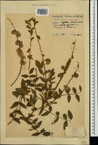 Onobrychis pallasii (Willd.)M.Bieb., Crimea (KRYM) (Russia)