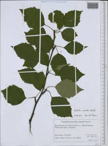 Betula aurata Borkh., Eastern Europe, Central forest region (E5) (Russia)