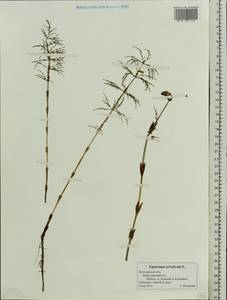 Equisetum sylvaticum L., Eastern Europe, Central forest region (E5) (Russia)